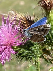 Polyommatus