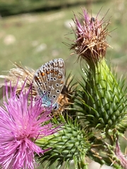 Polyommatus