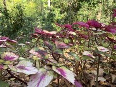 Coleus scutellarioides