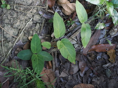 Vincetoxicum hirsutum