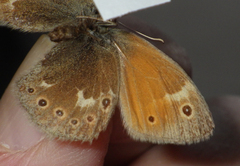 Coenonympha tullia