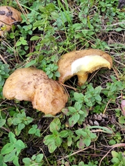 Suillus granulatus