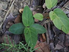 Vincetoxicum hirsutum