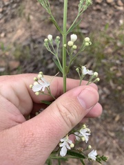 Teucrium