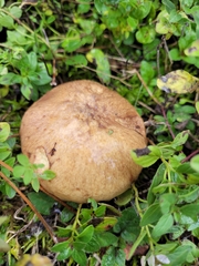 Suillus granulatus