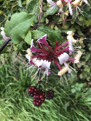 Lonicera periclymenum