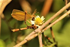 Eurema laeta