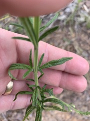 Teucrium