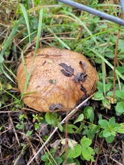Suillus granulatus