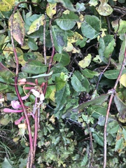 Lonicera periclymenum