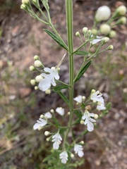 Teucrium