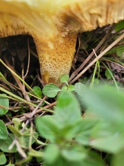 Suillus granulatus
