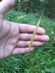 Hordelymus europaeus