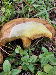 Suillus granulatus