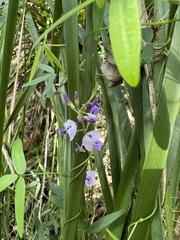 Glycine clandestina