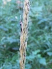 Hordelymus europaeus
