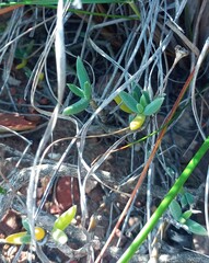 Trichodiadema calvatum