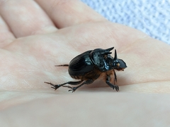 Onthophagus ferox