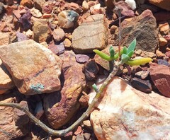 Trichodiadema calvatum