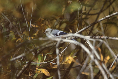 Cyanistes cyanus
