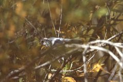 Cyanistes cyanus