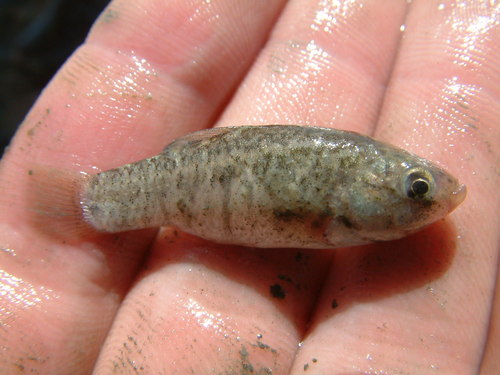 Desert Pupfish