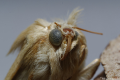 Heliothis peltigera