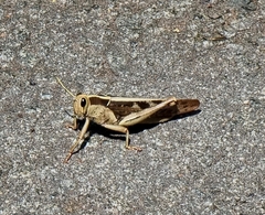 Acanthacris ruficornis