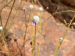 Eriocaulon