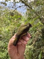 Mionectes oleagineus