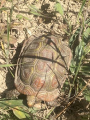 Homopus areolatus