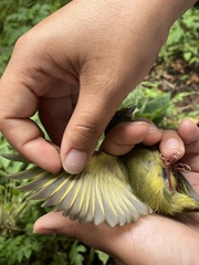 Mionectes oleagineus