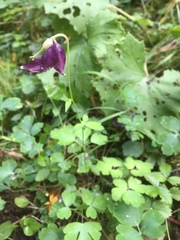 Aquilegia atrata
