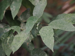 Ficus erecta