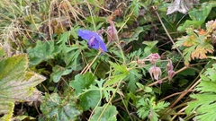 Geranium sergievskajae