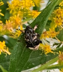 Cryptorhynchus lapathi