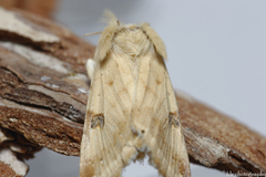 Heliothis peltigera