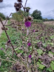 Cirsium palustre