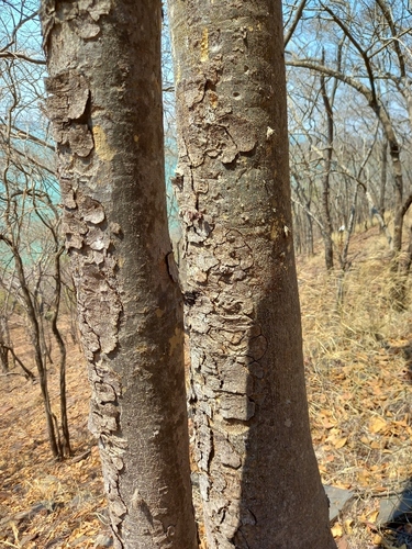 Brachystegia tamarindoides, photograph 1