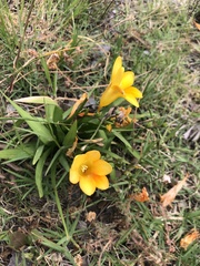 Freesia leichtlinii