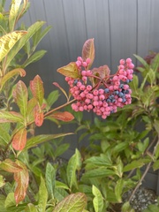 Viburnum cassinoides