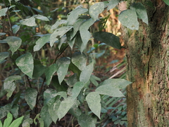 Ficus erecta