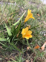 Freesia leichtlinii