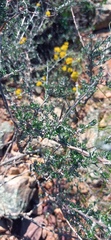 Wahlenbergia cinerea