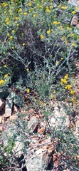 Wahlenbergia cinerea