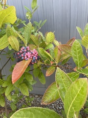 Viburnum cassinoides