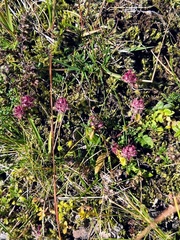 Thymus praecox britannicus