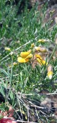 Calobota