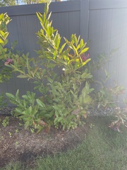 Viburnum cassinoides