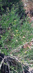 Calobota